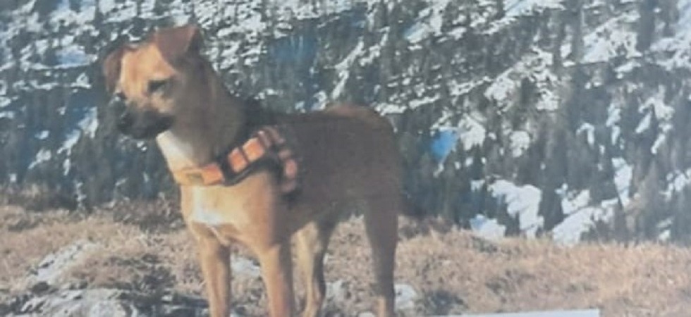 Anche la polizia locale sulle tracce della cagnolina Luz, l’appello: “È timida ed è scomparsa vicino al rifugio Micheluzzi”
